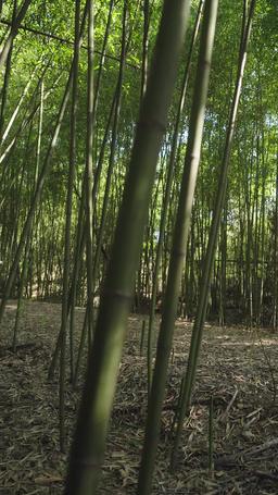 Małżeństwo bez Miejsca na Uczucia episode 56