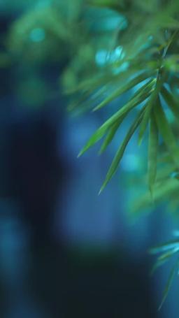 吉天照 第一季 episode 16