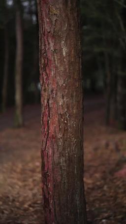 The Super Dad episode 66