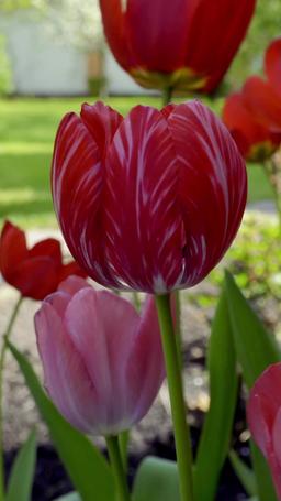 Il cavaliere dall'abito splendente episode 68