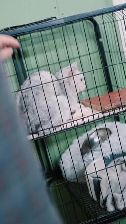 霍總，那對龍鳳胎和你長得很像 episode 60