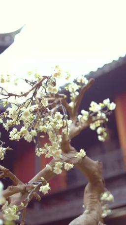 吉天照 第一季 episode 13