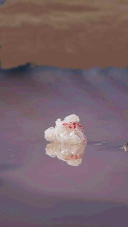 Reverse Rescue in the Great Flood episode 31