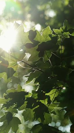 Yearning for a Mother's Love episode 11