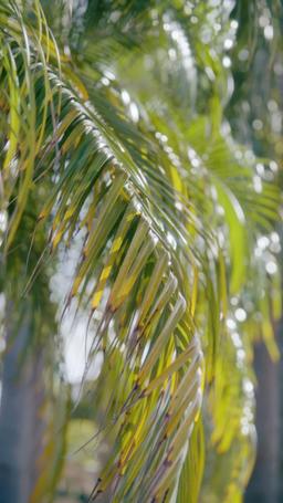 Pregnant by My Tough Daddy CEO episode 28