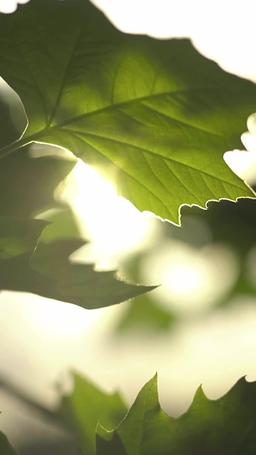 Reines de Park Avenue episode 33