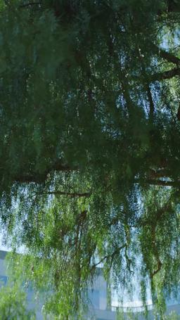 Enceinte du Père Professeur de mon Ex episode 61