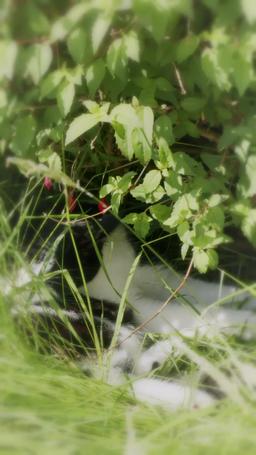 [doblado] No Me Extrañen Cuando No Esté episode 12