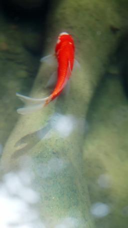 甘い棘 episode 57