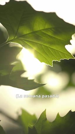 Las chicas de Park Avenue no juegan limpio episode 73