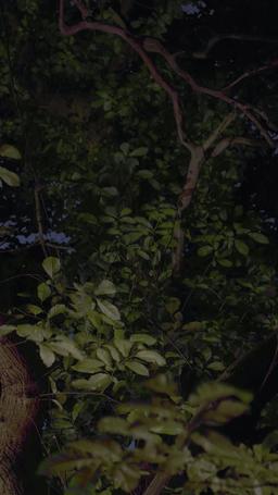 دماء وفضة: صعود رفيقة القائد المرفوضة episode 40