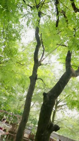 Tutkulu Aşkın  Sırrı: Generalın Eşi episode 56