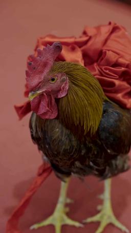 OMG! I'm the Divine?! episode 53