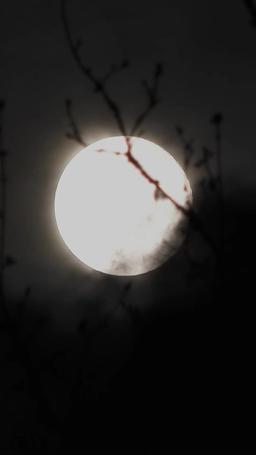 Réclamée par l'Alpha que je hais episode 28