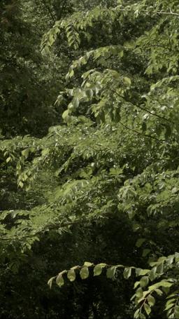 Terpenjara di Pelukan Mantan episode 50