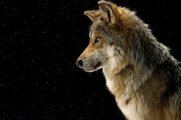 The Alpha Queen Returns Cast