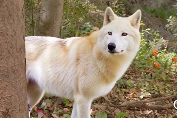 The Pack's Doctor Plot