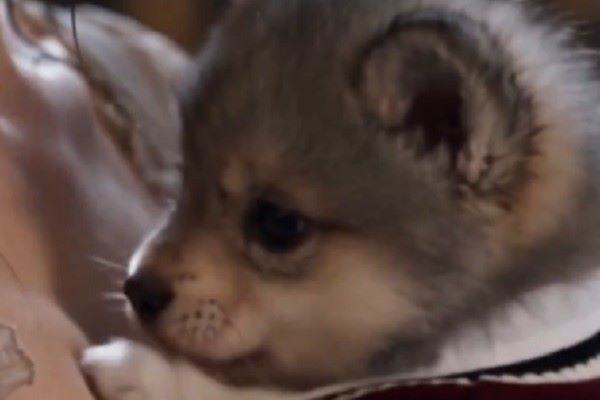 Hearing The Little Alpha’s Mind Saved My Life ReelShort Animation Watch Now